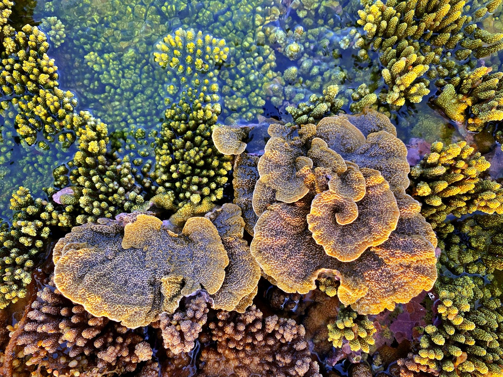 Unique open-air 'coral forest' on the Middle coast of Vietnam 3130 z3